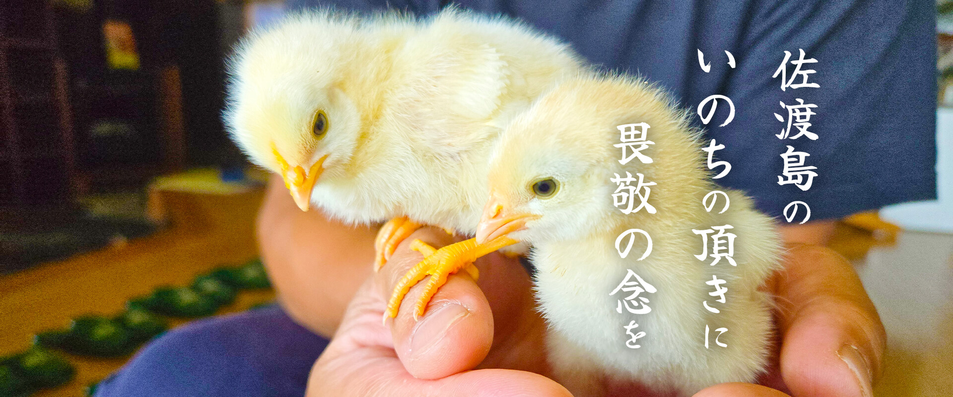 いさりびの宿 道遊 — 佐渡市相川鹿伏 · 春日崎海岸段丘の上に建つ9室和宿、佐渡金山「道遊の割戸」を望む