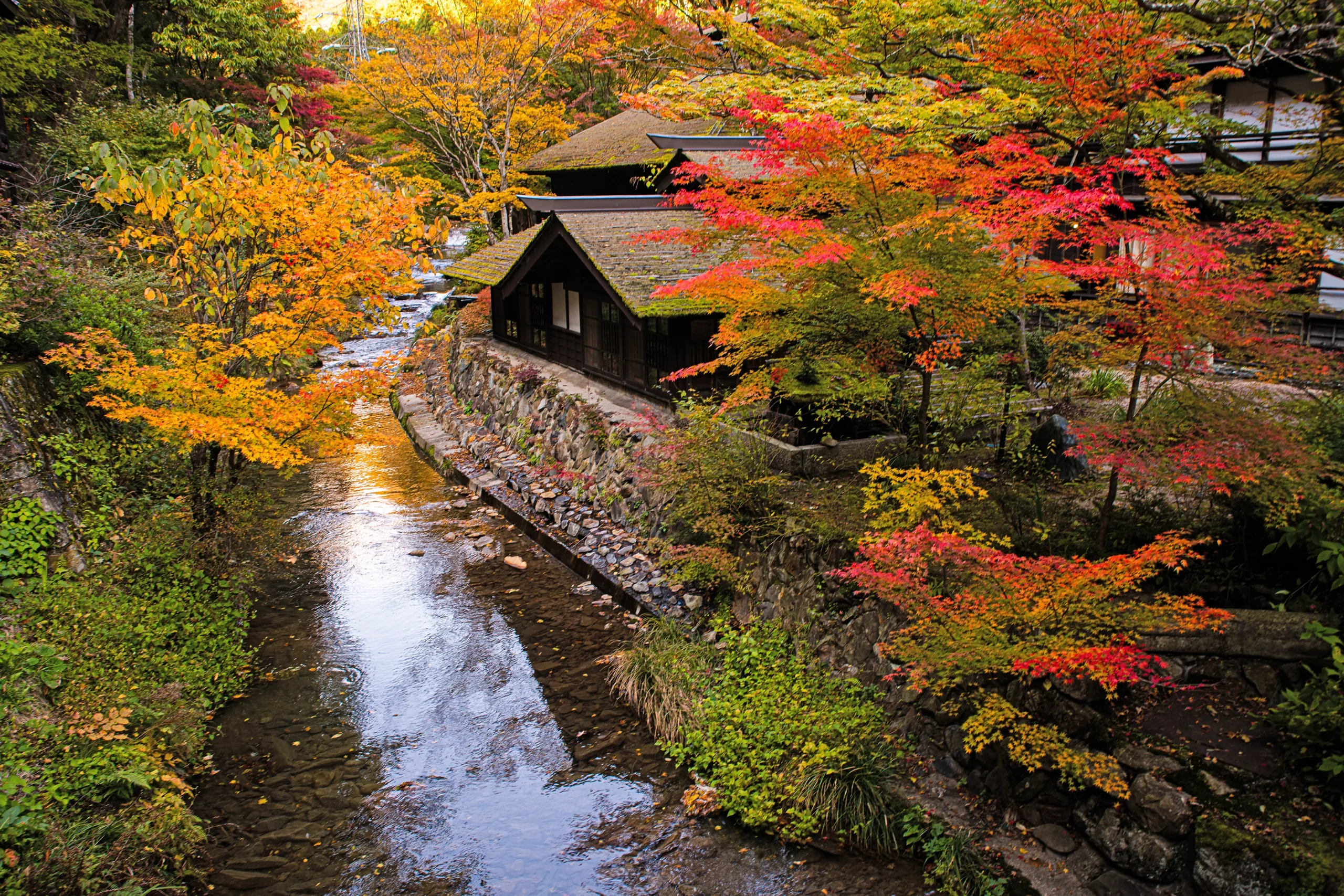法師温泉 長寿館 — みなかみ・法師川沿いの外観 · 苔むした板葺屋根の湯屋棟と渓流、秋の紅葉に包まれる山あいの一軒宿