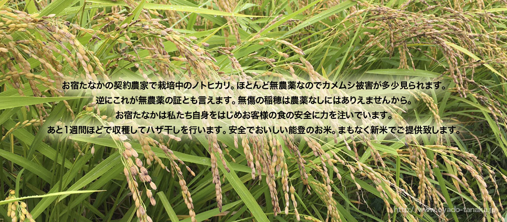 お宿たなか — 輪島市河井町 · 塗師蔵に着想した特別室を持つ5室の宿