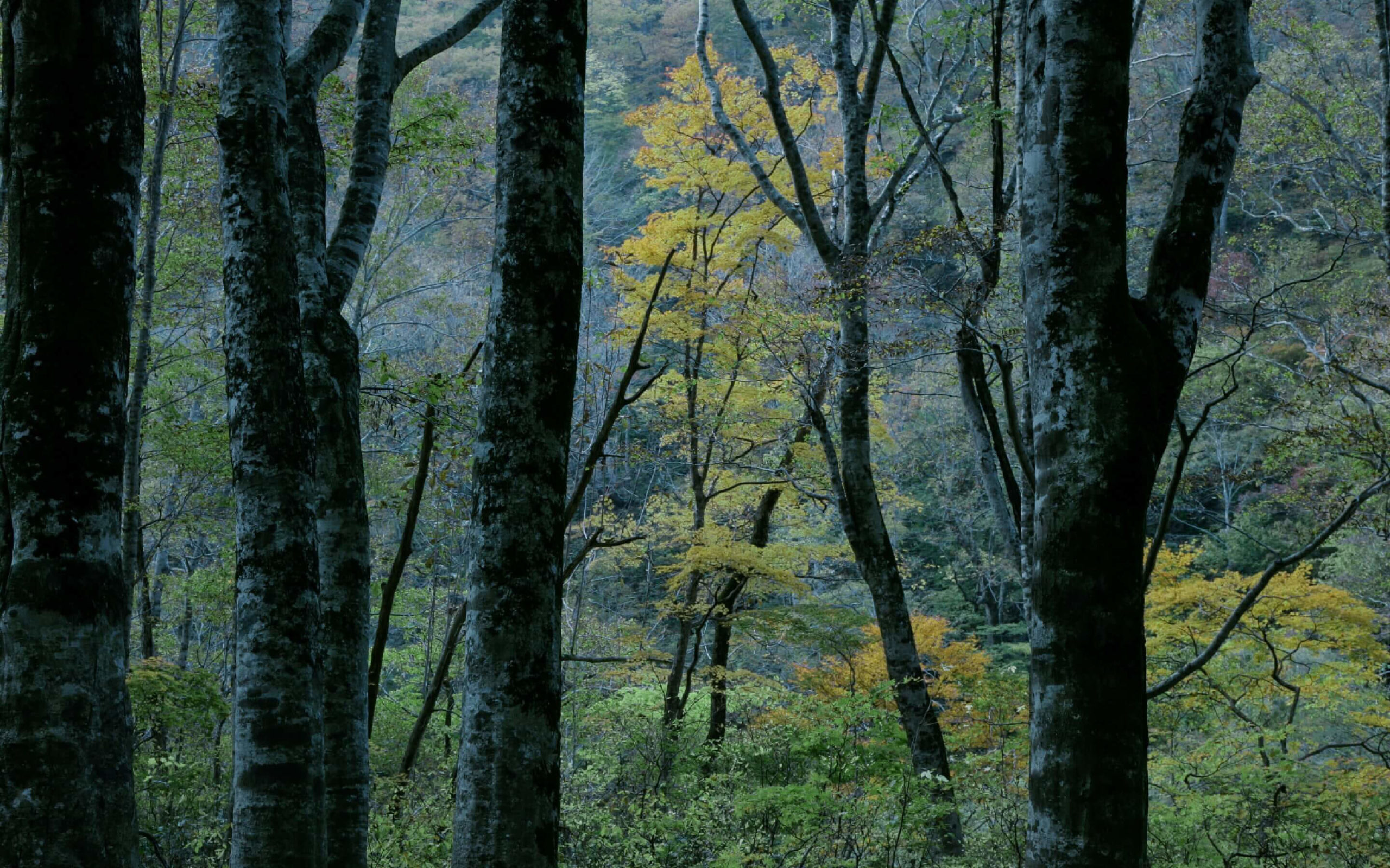 里山十帖 — 新潟・南魚沼 · 初秋の里山を彩るブナ林の黄葉