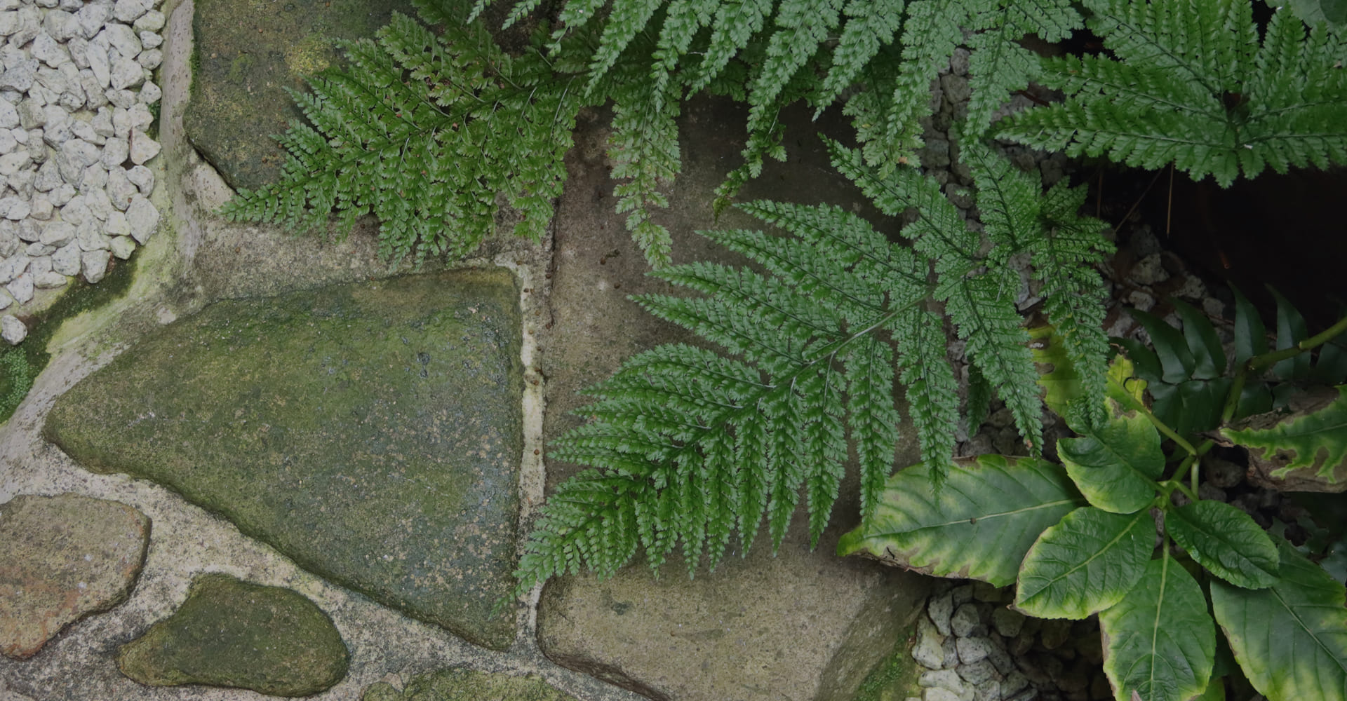 旅館 田邊 — 高山・相生町 · 苔石畳の露地、飛石と石燈籠、シダの陰影