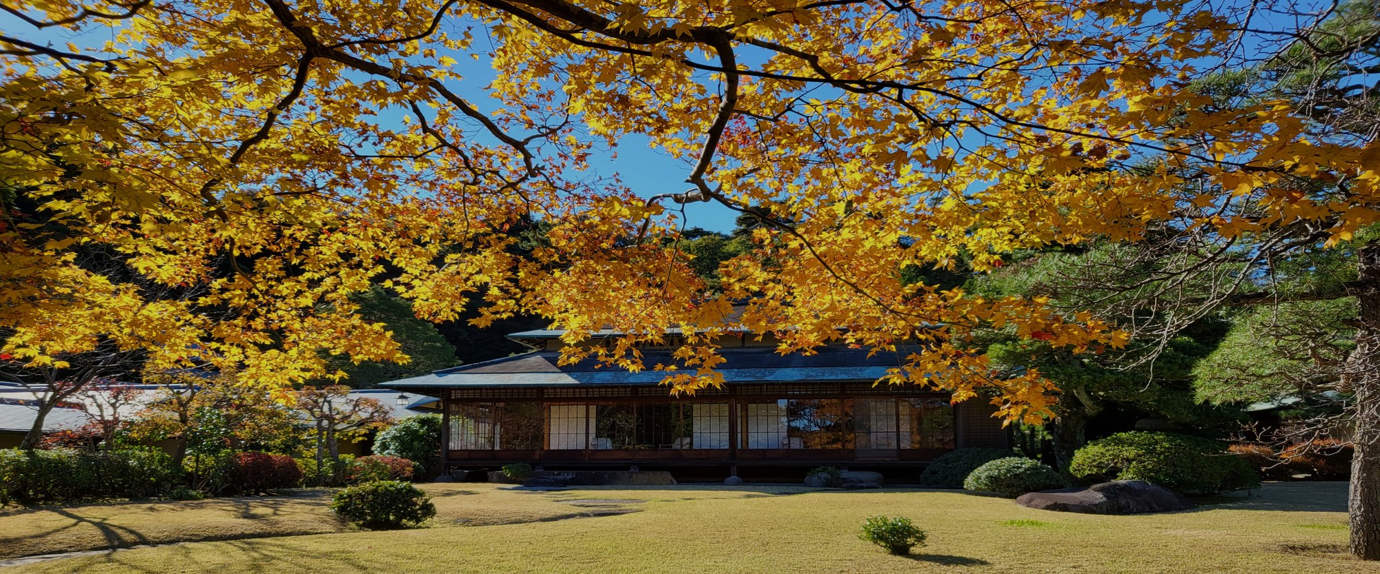 三養荘 — 伊豆の国市・紅葉期の庭園越しに横たわる木造平屋の客室棟、芝と池を挟んで軒の水平線が長く続く