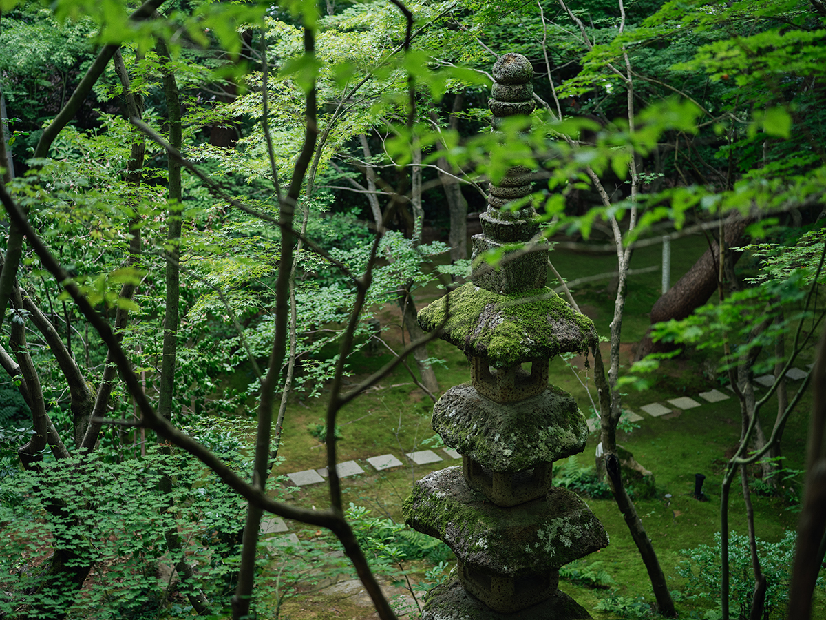 べにや無何有 — 加賀市山代温泉 · 樹齢300年を超える赤松を中心とした山庭と石灯籠